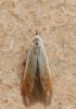 Coleophora limosipennella